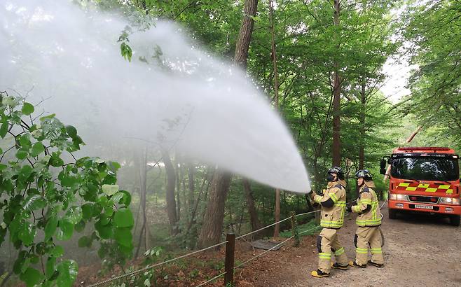 3일 서울 노원구 공릉동 삼육대학교에서 소방대원들이 물을 뿌리며 러브버그 현장 방제활동을 하고 있다. 관계자는 러브버그 퇴치는 날개가 약한 개체의 특성으로 나뭇잎 아래쪽에 살수하는 것으로 충분하다고 전했다. 사진은 기사와 관련이 없음./ 연합