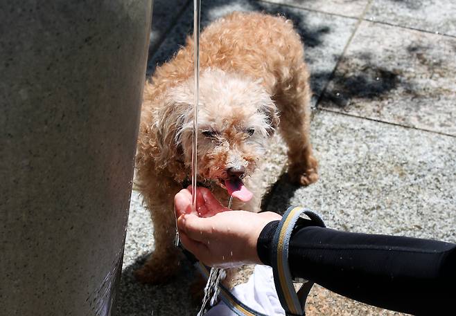 폭염이 이어진 지난 30일 대구 달서구 두류공원으로 산책 나온 시민이 찜통더위에 지친 반려견에게 물을 먹이고 있다./뉴스1