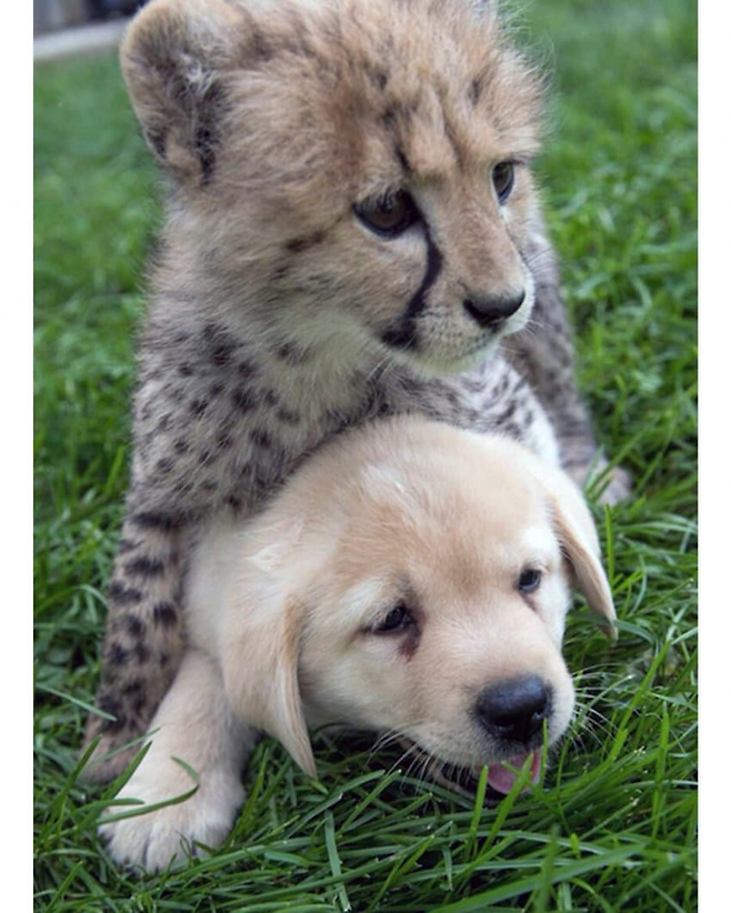 image.png 치타의 사교성 기르는 방법