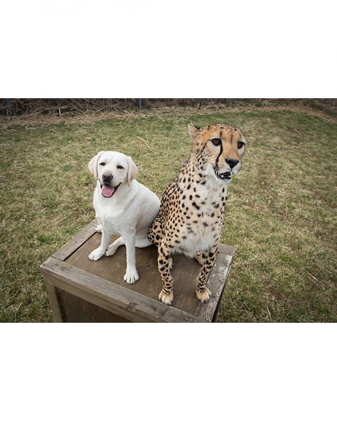 image.png 치타의 사교성 기르는 방법