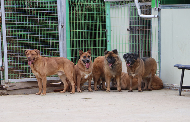 구조된 개들은 동물자유연대의 의뢰를 받은 위탁 보호소에서 생활했다. 당시에도 경애는 친구들 뒤에 숨을 정도로 수줍음이 많은 성격이었다. 동물자유연대 제공