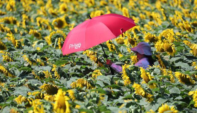 폭염특보가 발효 중인 4일 제주시 회천동 한 농장에 해바라기가 활짝 피어나 시선을 끌고 있다. 기상청은 당분간 폭염특보가 발효된 제주도에는 최고 체감온도 33도 이상(동부 35도 내외)으로 올라 매우 무덥겠다고 예보했다. 뉴시스