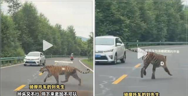2일 북한 접경 지역인 중국 지린성의 한 국도에서 야생 백두산호랑이 한 마리가 배회하고 있다. 더우인 청류영상 캡처