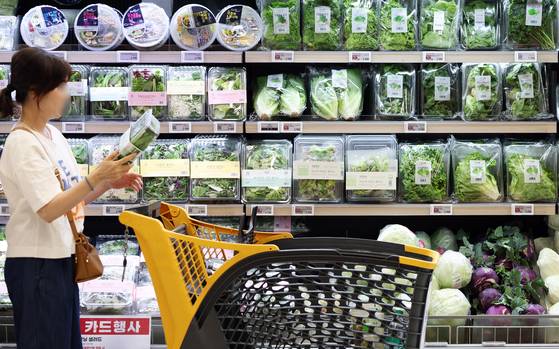 장마와 폭염으로 채소류 가격의 오름세가 가파르다. 한국농수산식품유통공사(aT)에 따르면 지난달 26일 기준 배추 한 포기 가격은 3679원으로 5월(3148원)보다 16.87% 올랐다. 서울의 한 대형마트에서 한 고객이 채소를 고르고 있는 모습. 뉴스1