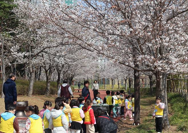 나들이 나온 어린이집 원생들이 활짝 핀 벚꽃 아래에서 사진을 찍고 있다. [연합]