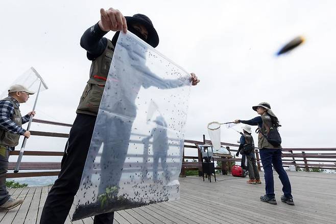 [서울=뉴시스] 4일 환경부 및 소속기관 직원들이 인천 계양구 계양산에서 러브버그(붉은등우단털파리) 성체를 제거하기 위해 송풍기와 포충망을 활용하여 방제 작업을 하고 있다. (사진=환경부 제공) 2025.07.04. photo@newsis.com *재판매 및 DB 금지