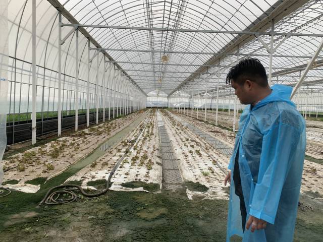 ▲익산시 망성면의 한 젊은 농부가 2024년 7월 8~10일의 집중호우로 초토화된 비닐하우스를 바라보며 망연자실하고 있다. ⓒ프레시안