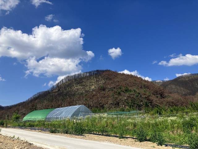 ▲점곡면 사촌리를 둘러싼 산 전경. 까맣게 탄 나무 사이로 푸른색 잎사귀가 듬성듬성 보인다. ⓒ프레시안(손가영)