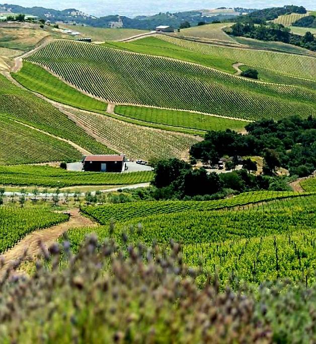 다우 포도밭 전경. 홈페이지