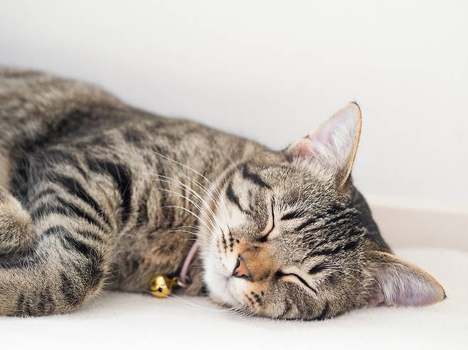 고양이들은 왼쪽으로 누워 자는 경우가 더 많다는 연구결과가 나왔다. 빠른 위험 감지와 반응을 위해 진화한 결과라고 한다. 게티이미지뱅크