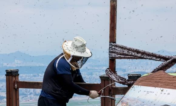 계양산 정상, 러브버그 대량 출몰에 등산객 불편 속출 - 30일 오후 인천 계양구 계양산 정상에 붉은등우단털파리(러브버그) 무리가 대량 출몰한 가운데 계양구청 공원녹지과 산림보호팀 관계자들이 방역 및 날벌레 트랩을 설치하고 있다. 2025.6.30 뉴스1