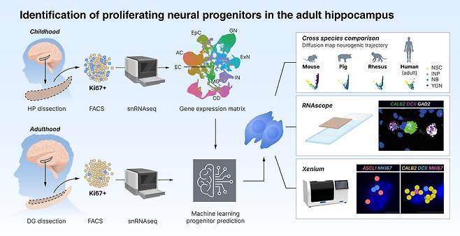 "성인 후반기까지 뇌 해마에서 신경세포가 생성된다는 증거 발견" 스웨덴 카롤린스카의대 연구팀은 단일 핵 RNA 시퀀싱과 공간 분해 전사체 분석을 이용해 성인의 뇌 해마(Hippocampus)에서 증식 중인 신경 전구세포를 발견했다고 밝혔다. 이는 성인이 된 후도 뇌에서 신경세포가 계속 생성된다는 것을 의미한다. [Mattias Karlen 제공. 재판매 및 DB 금지]