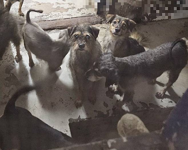 서울 강북구 애니멀 호딩 현장에 있던 개들(동물과 함께 행복한 세상 제공) ⓒ 뉴스1