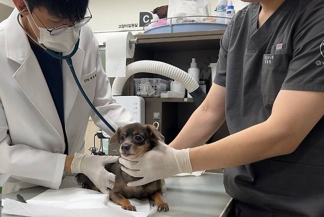 생애 첫 건강 검진을 받는 땅콩이(VIP동물의료센터 제공) ⓒ 뉴스1