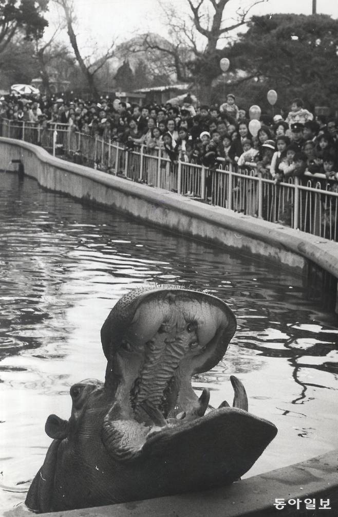 공휴일에 밀려든 상춘객들에게 먹이를 달라고 입을 딱 벌리는 하마/ 1972년 4월 9일