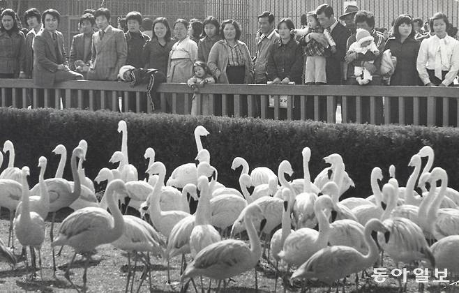 봄기운을 따라 창경원에 나들이온 관람객앞에 홍학떼가 머리들어 봄맞이 인사를 하고 있다/ 1978년 3월 2일.
