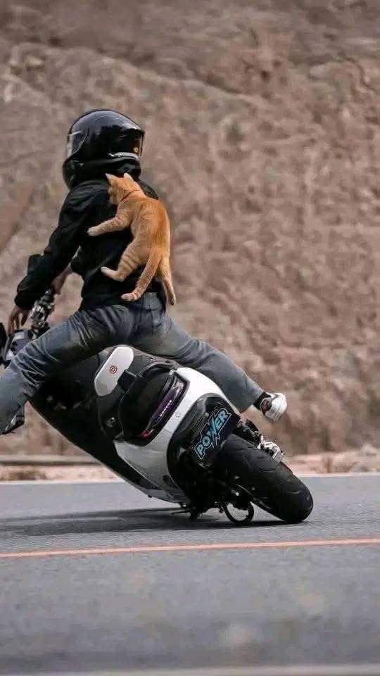 오토바이 타다 다친 고양이