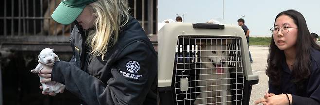 동물보호단체 휴메인월드 포 애니멀즈(구 휴메인 소사이어티 인터내셔널)가 불법 개농장에서 구조한 강아지를 지난 2023년 8월18일 캐나다로 해외 입양 보내던 당시 모습. 갓 태어난 강아지는 모견과 함께 국내 보호소에서 지내며 예방접종, 사회화 및 비행에 대비한 교육을 받았고, 이후 생후 8개월쯤 입양준비를 마친 뒤 동물단체의 캐나다 직영 보호소로 옮겨져 입양자 모집 절차에 들어갔다. 휴메인월드 포 애니멀즈 제공