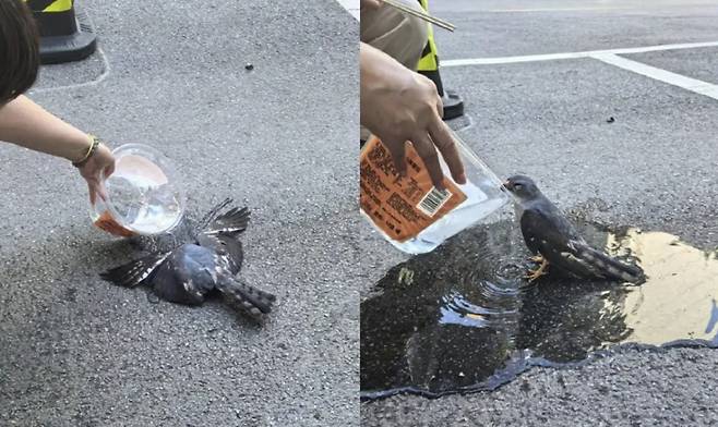 중국 우한에서 무더위가 지속되며 아스팔트 도로 위에 새가 쓰러져 있는 모습. /사진=바이두