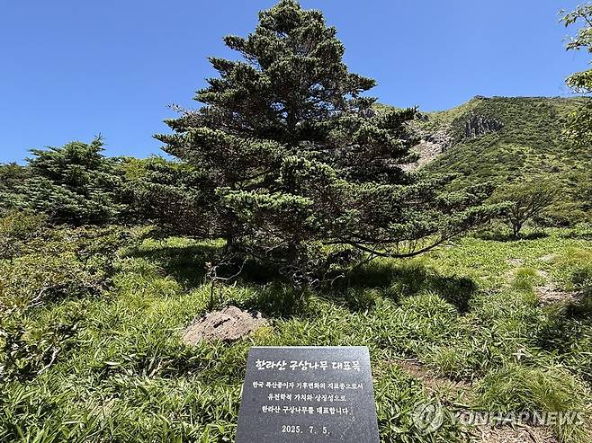 한라산 구상나무 대표목 [촬영 백나용]