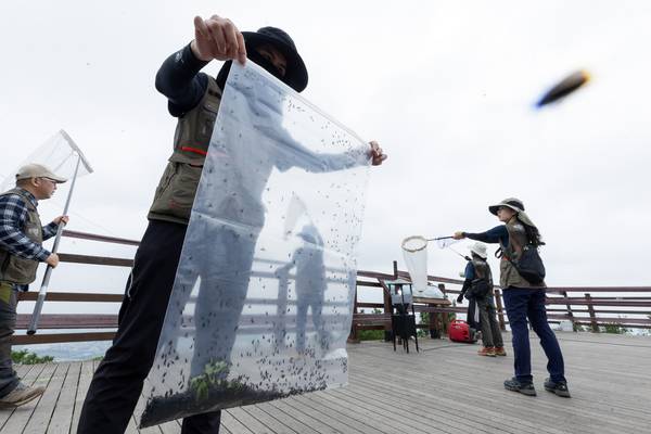 환경부는 4일 계양산에서 계양구청, 국립생물자원관 등 소속기관과 러브버그 방제작업을 벌였다. 2025.7.4 /환경부 제공