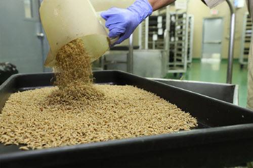 파나마 파코라에 위치한 불임 파리 사육 시설에서 한 작업자가 뉴월드 나사벌레 파리 유충을 트레이에 넣고 있는 모습(사진=파나마-미국 소 나사벌레 박멸 및 예방 위원회(COPEG))