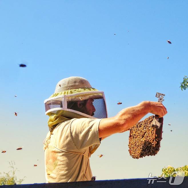 빅 아일랜드 비즈에서 진행하는 꿀벌투어(하와이관광청 제공)
