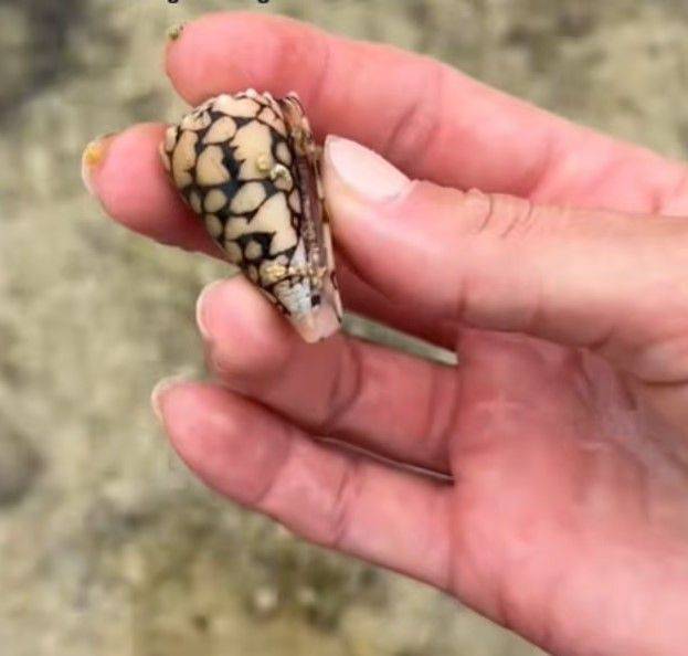 베킬리 롤스가 일본 오키나와 해변에서 주워든 원뿔 달팽이. 베킬리 롤스 틱톡 캡처
