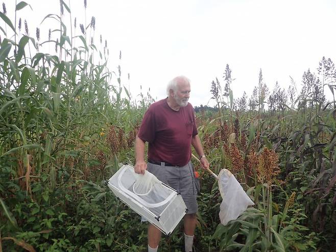 러브버그 연구 중인 레플라 교수. 레플라 교수 제공