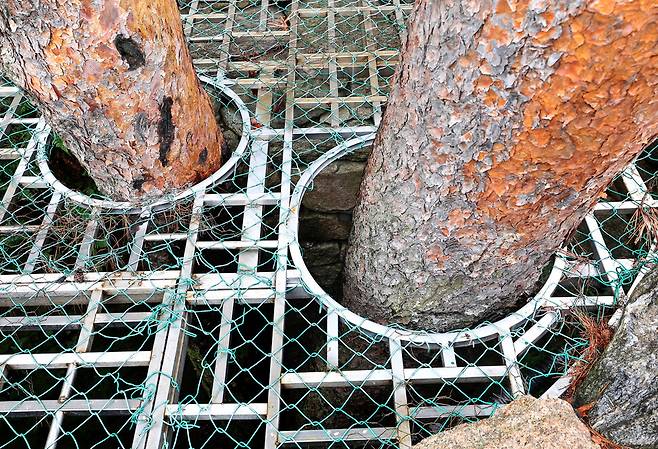 2025년 6월25일 오전 서울 종로구 청와대 본관 앞 소나무. 깊이 5m의 마른 우물이 만들어져 있다. 1989~1991년 청와대 본관 신축 과정에서 계곡부를 성토할 때 주변에 있던 소나무를 살리고 주변에 석축을 쌓았다. 이종근 선임기자