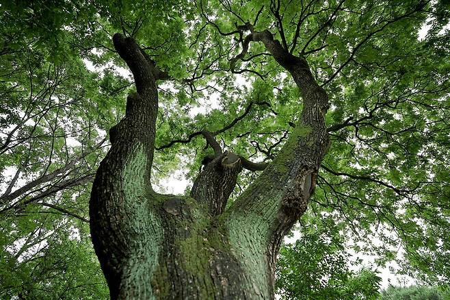 2025년 6월25일 오전 서울 종로구 청와대 녹지원 실개천 옆에 있는 230살 회화나무. 2022년 10월 천연기념물로 지정됐다. 이종근 선임기자