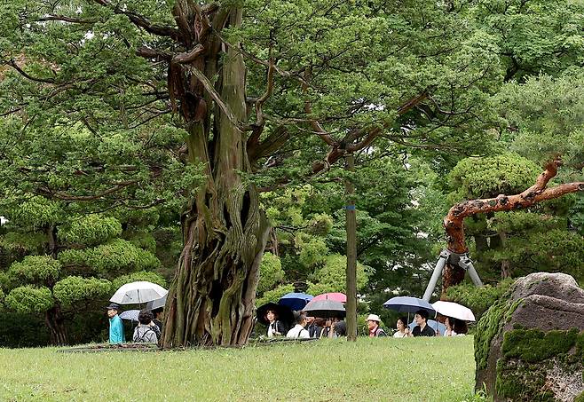 2025년 6월25일 오전 서울 종로구 청와대 옛 본관 터에 있는 740살 주목. 이종근 선임기자