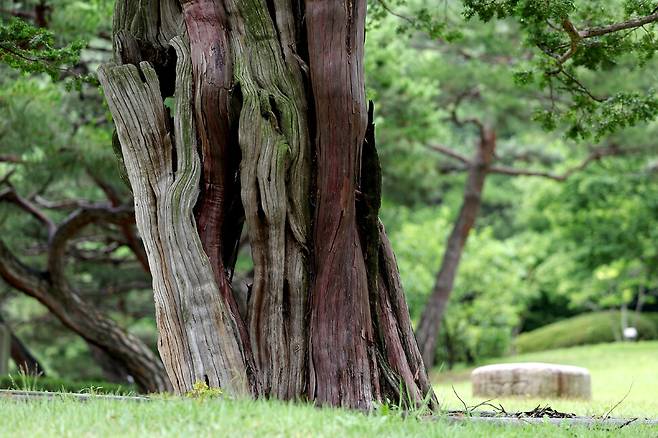2025년 6월25일 오전 서울 종로구 청와대 옛 본관 터에 있는 740살 주목. 이종근 선임기자