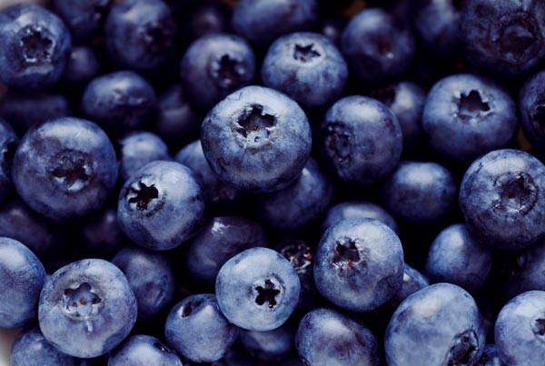 블루베리 품종 중 뉴하노바, 패트리어트 품종의 안토시아닌 함량이 풍부하다는 분석이 나왔다./사진=클립아트코리아