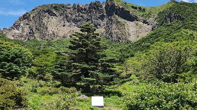 5일 첫 공개된 구상나무 대표목 (사진, 신동원 기자)