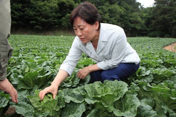 송미령 농림축산식품부 장관이 6일 강원도 평창군의 여름배추 재배지를 찾아 작황을 살피고 있다. 농식품부 제공