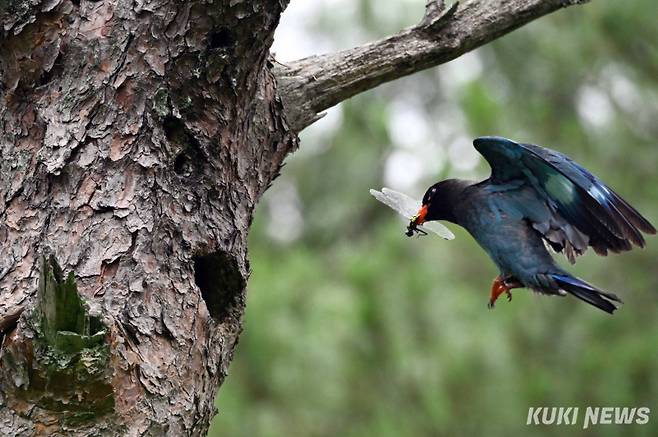 폭염으로 무더위가 기승을 부린 지난 3일 강원 홍천군 동면 한 계곡 입구 소나무에 둥지를 튼 파랑새가 새끼들을 키우느라 분주하다. 파랑새가 새끼들이 좋아하는 잠자리를 잡아 부리에 물고 둥지에 안착하기 위해 날개를 서서히 접으며 속도를 조절하고 있다.