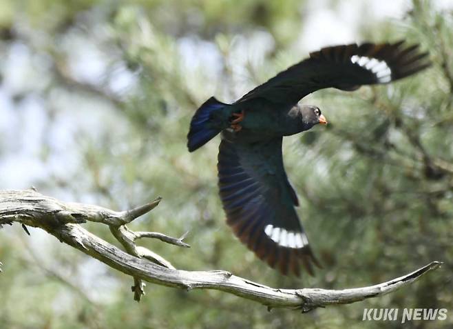 파랑새는 파랑새목 파랑새과의 여름철새로 이름 그대로 파란색을 띠고 있으며 날개에는 하얀 반점이 있다.&nbsp;