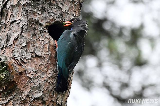 둥지에 안착한 파랑새가 다시한번 주변을 살핀 후,