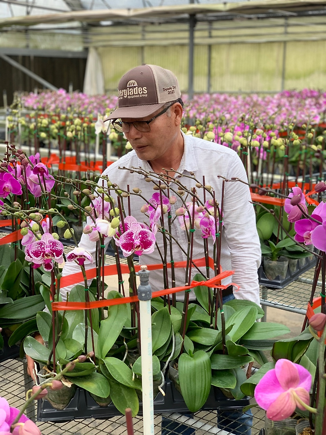 6일 황 회장이 미국 플로리다주 올랜드에 위치한 그린하우스에서 서양란을 관리하고 있는 모습. 황병구 회장 제공