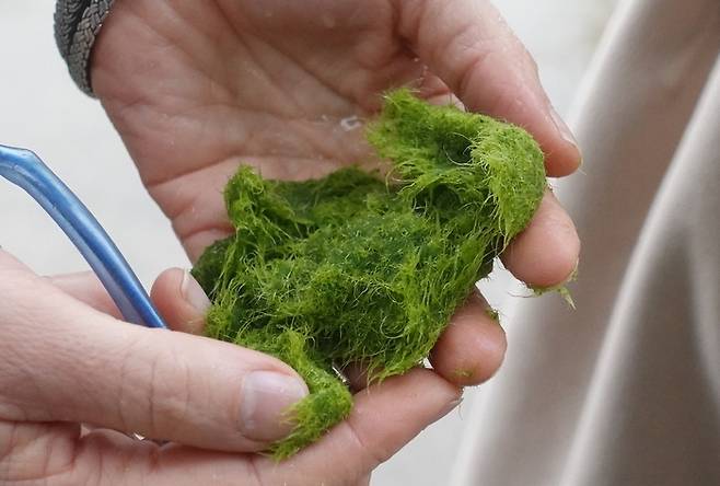 파이코헬스가 육상에서 양식한 호주 토종의 녹색 해조류 모습.