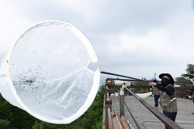 4일 환경부 및 소속기관 직원들이 인천 계양구 소재 계양산을 중심으로 활동중인 러브버그 성체를 제거하기 위해 송풍기와 포충망을 활용해 방제 작업을 하고 있다. 환경부 제공·뉴스1
