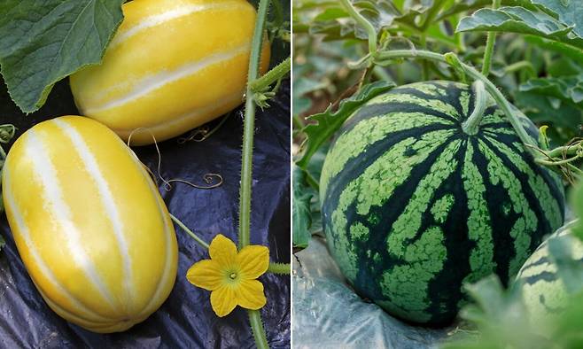 참외(왼쪽)와 수박. 여름 과일로 알고 즐기지만, 식품공전 상 ‘채소’로 분류된다고 한다. 게티이미지뱅크