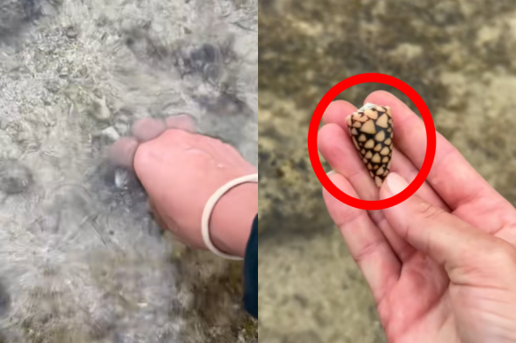 한 여성 인플루언서가 일본 오키나와 바다에서 우연히 발견한 조개껍데기가 알고 보니 독성을 가진 ‘대리석 원뿔달팽이’(marbled cone snail)이었다고 밝혔다. 베키리 롤스 틱톡 캡처