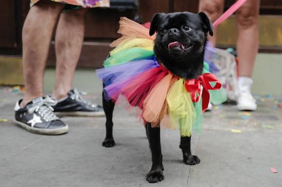 5일(현지시간) 영국 런던에서 열린 ‘프라이드 퍼레이드’에서 한 강아지가 성소수자를 상징하는 무지개 색상 의상을 입고 있다. 2025.7.5 AP 연합뉴스