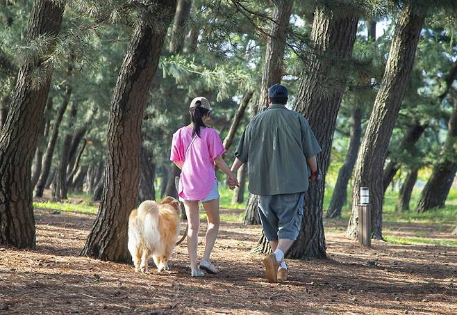 ▲ 바다와 소나무 숲이 어우러진 '화성 궁평오솔로파크' 산책길. /사진제공=경기관광공사