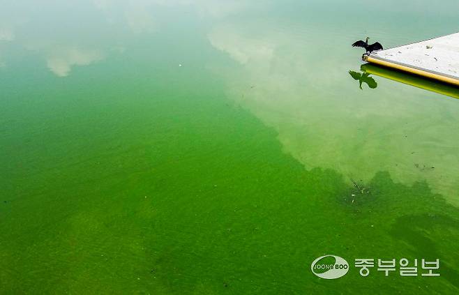전국적으로 폭염이 이어지던 지난해 8월 13일 오전 용인시 기흥구 신갈저수지가 녹조로 인해 초록빛으로 물들어 있다. 임채운기자