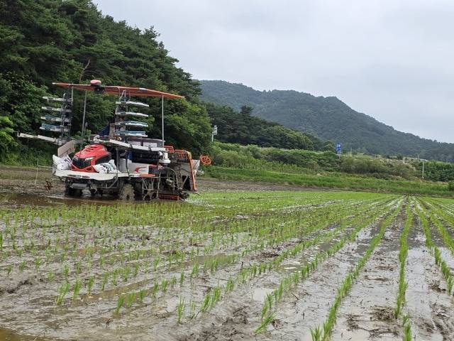 남원시 관내 가루쌀 생산단지에서 모내기 작업 중인 모습./사진=남원시
