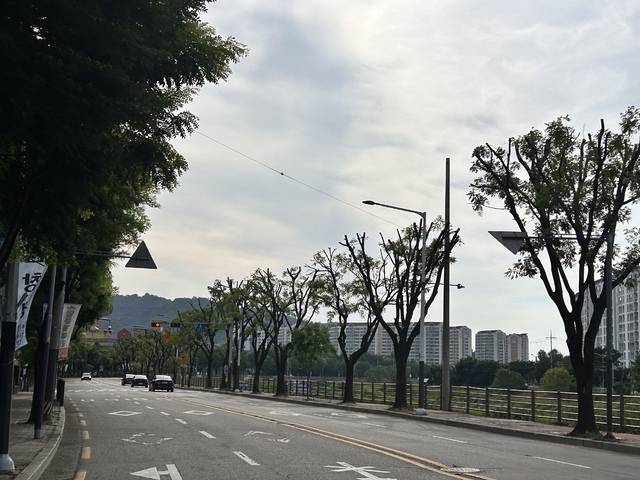 최근 가지치기가 진행된 회화나무 /전북환경운동연합