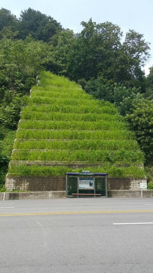 ◇춘천댐 주변 계단식 옹벽 녹화